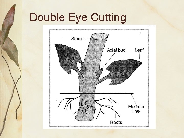 Double Eye Cutting 