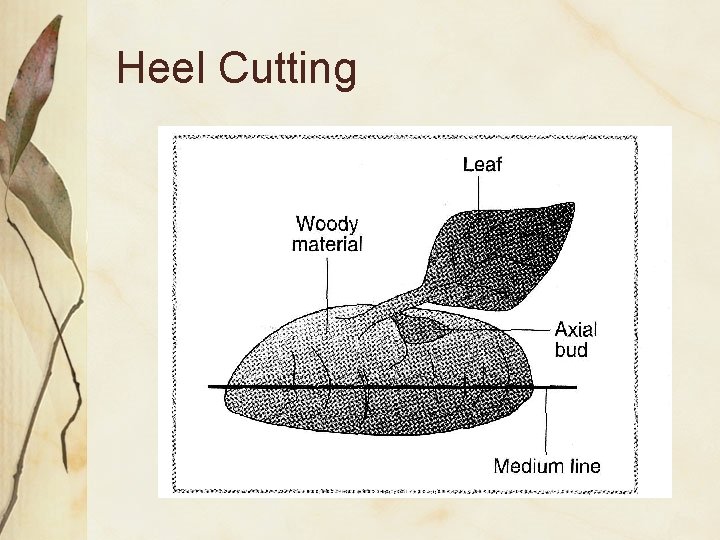 Heel Cutting 