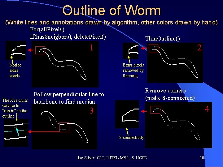 Outline of Worm (White lines and annotations drawn by algorithm, other colors drawn by