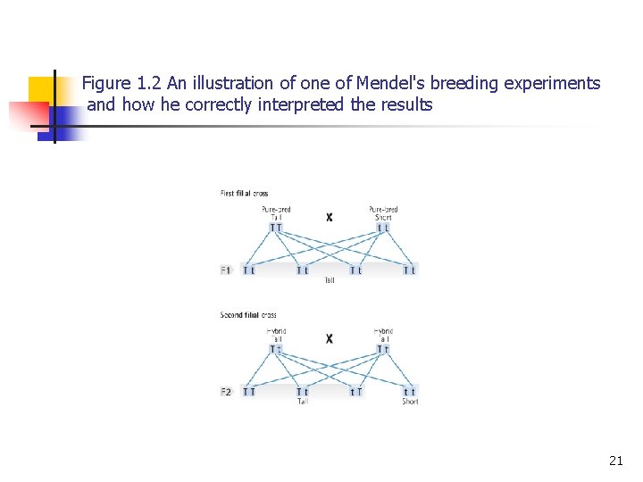 Figure 1. 2 An illustration of one of Mendel's breeding experiments and how he Figure 1. 2 An illustration of one of Mendel's breeding experiments and how he