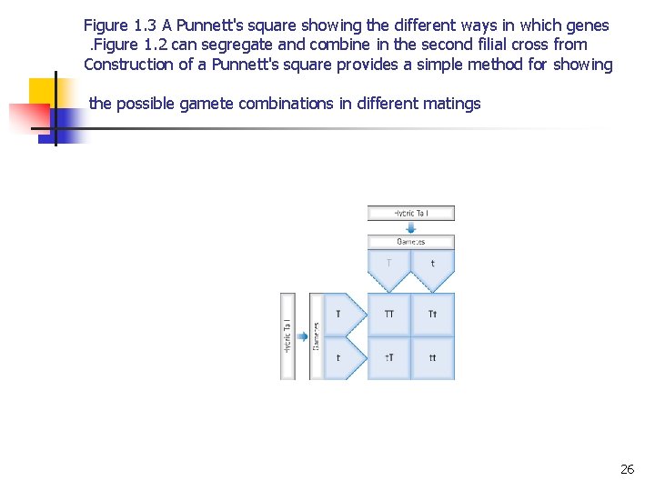 Figure 1. 3 A Punnett's square showing the different ways in which genes. Figure Figure 1. 3 A Punnett's square showing the different ways in which genes. Figure