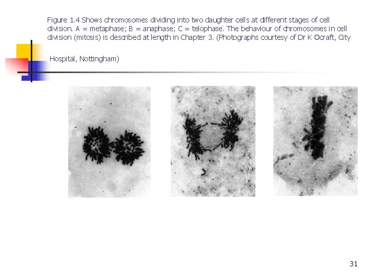 Figure 1. 4 Shows chromosomes dividing into two daughter cells at different stages of Figure 1. 4 Shows chromosomes dividing into two daughter cells at different stages of