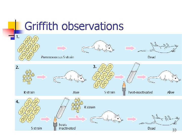Griffith observations 33 Griffith observations 33