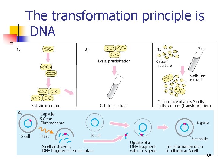 The transformation principle is DNA 35 The transformation principle is DNA 35