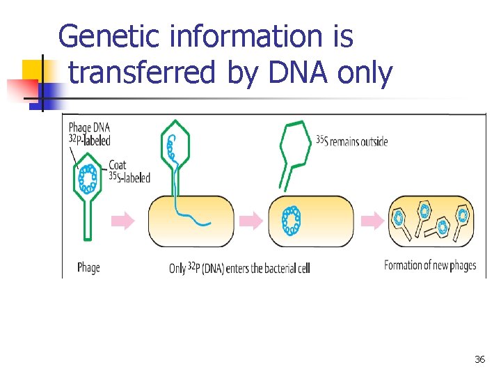 Genetic information is transferred by DNA only 36 Genetic information is transferred by DNA only 36