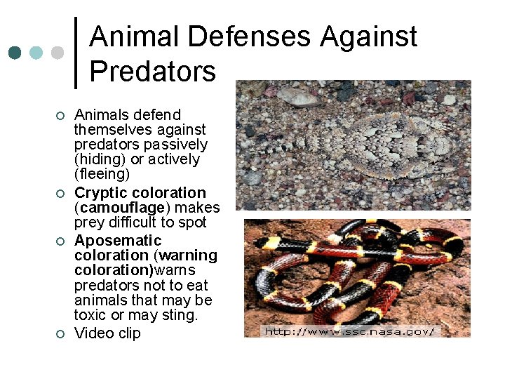 Animal Defenses Against Predators ¢ ¢ Animals defend themselves against predators passively (hiding) or Animal Defenses Against Predators ¢ ¢ Animals defend themselves against predators passively (hiding) or