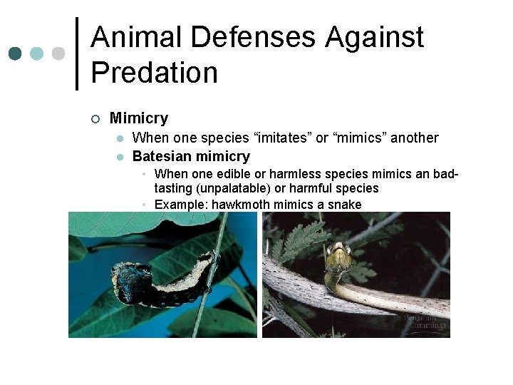 Animal Defenses Against Predation ¢ Mimicry l l When one species “imitates” or “mimics” Animal Defenses Against Predation ¢ Mimicry l l When one species “imitates” or “mimics”