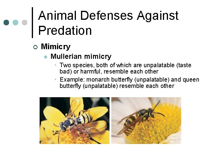 Animal Defenses Against Predation ¢ Mimicry l Mullerian mimicry • Two species, both of Animal Defenses Against Predation ¢ Mimicry l Mullerian mimicry • Two species, both of