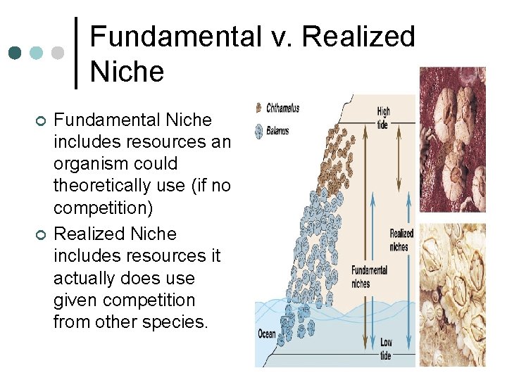 Fundamental v. Realized Niche ¢ ¢ Fundamental Niche includes resources an organism could theoretically Fundamental v. Realized Niche ¢ ¢ Fundamental Niche includes resources an organism could theoretically