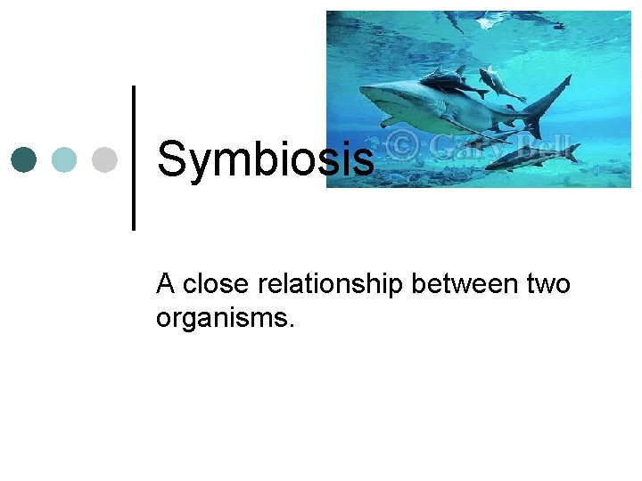 Symbiosis A close relationship between two organisms. Symbiosis A close relationship between two organisms.