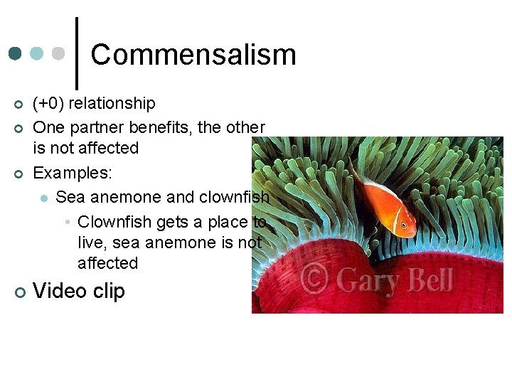 Commensalism ¢ ¢ (+0) relationship One partner benefits, the other is not affected Examples: Commensalism ¢ ¢ (+0) relationship One partner benefits, the other is not affected Examples: