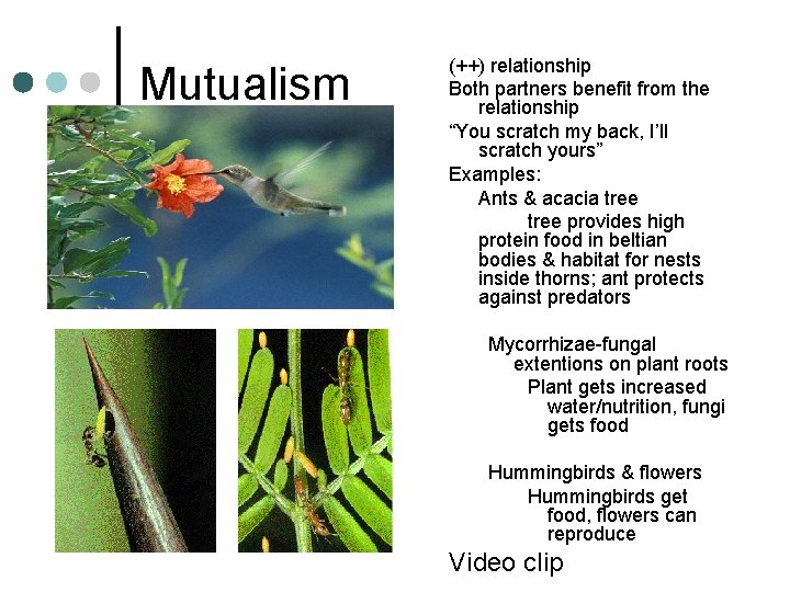 Mutualism (++) relationship Both partners benefit from the relationship “You scratch my back, I’ll Mutualism (++) relationship Both partners benefit from the relationship “You scratch my back, I’ll