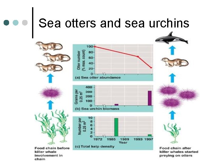 Sea otters and sea urchins Sea otters and sea urchins