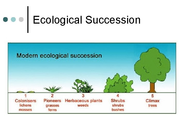 Ecological Succession Ecological Succession