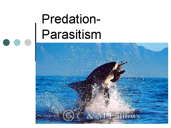 Predation. Parasitism Predation. Parasitism