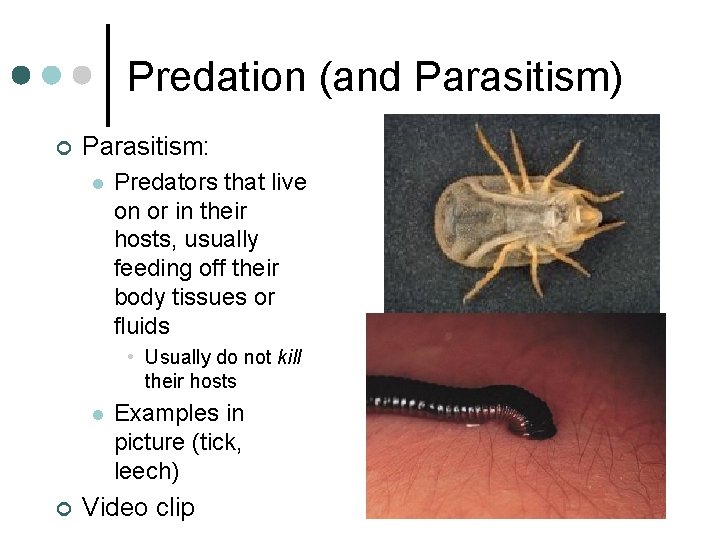 Predation (and Parasitism) ¢ Parasitism: l Predators that live on or in their hosts, Predation (and Parasitism) ¢ Parasitism: l Predators that live on or in their hosts,