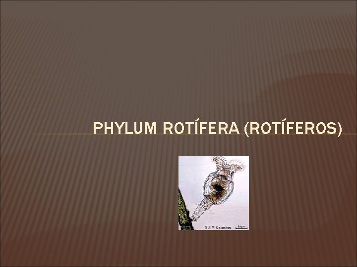 PHYLUM ROTÍFERA (ROTÍFEROS) 