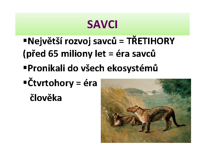 SAVCI §Největší rozvoj savců = TŘETIHORY (před 65 miliony let = éra savců §Pronikali