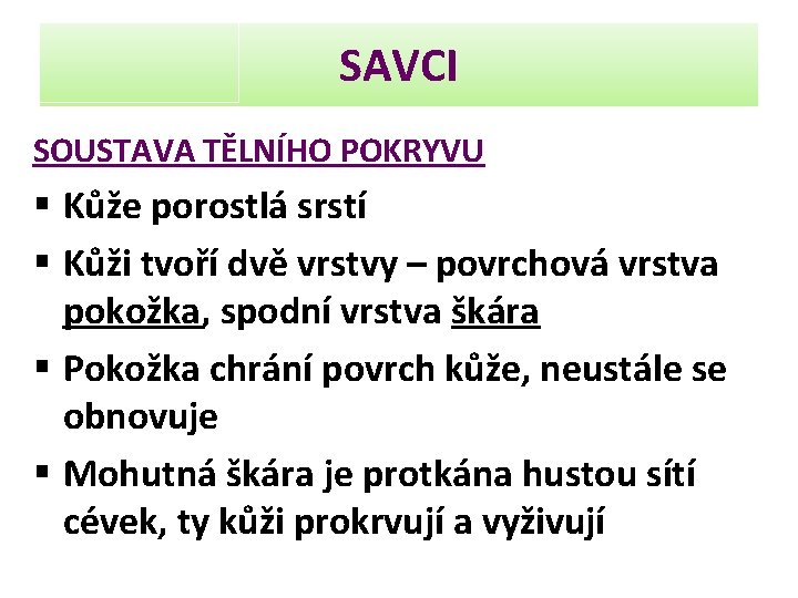 SAVCI SOUSTAVA TĚLNÍHO POKRYVU § Kůže porostlá srstí § Kůži tvoří dvě vrstvy –