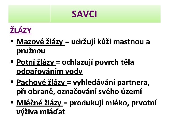 SAVCI ŽLÁZY § Mazové žlázy = udržují kůži mastnou a pružnou § Potní žlázy