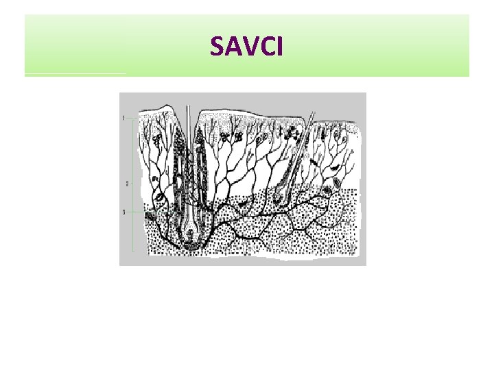 SAVCI 