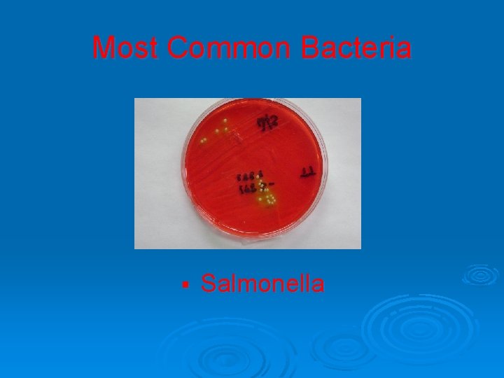 Most Common Bacteria § Salmonella 