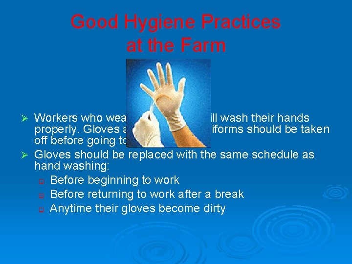 Good Hygiene Practices at the Farm Workers who wear gloves must still wash their