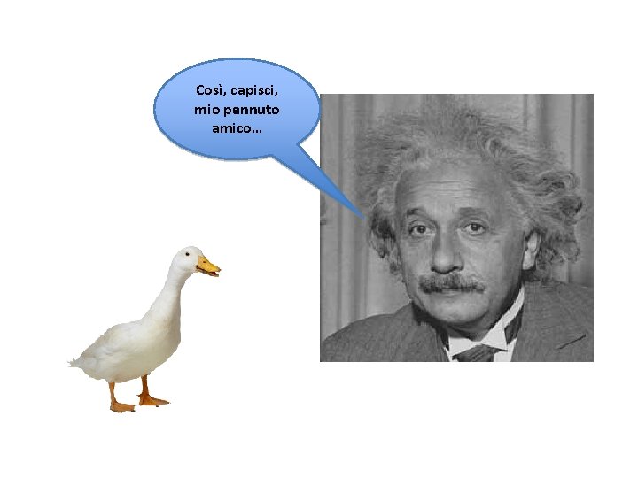 Così, capisci, mio pennuto amico… 