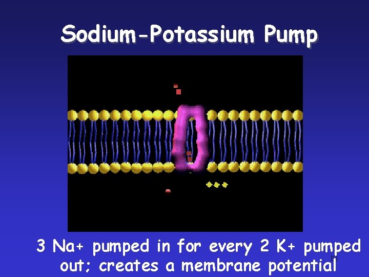 Sodium-Potassium Pump 3 Na+ pumped in for every 2 K+ pumped 10 out; creates