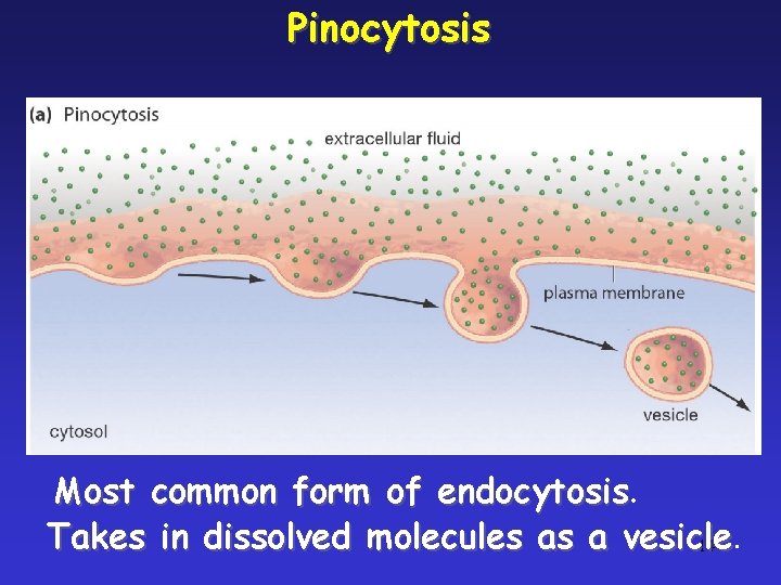 Pinocytosis Most common form of endocytosis Takes in dissolved molecules as a vesicle 14.