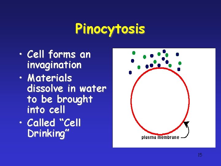 Pinocytosis • Cell forms an invagination • Materials dissolve in water to be brought