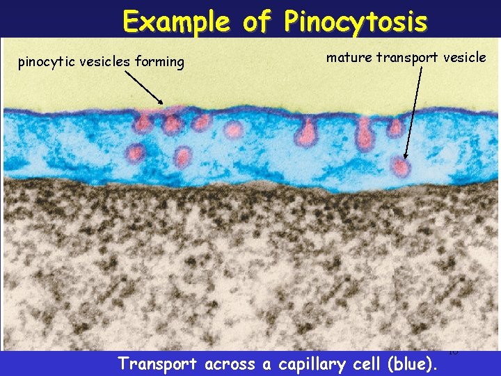 Example of Pinocytosis pinocytic vesicles forming mature transport vesicle Transport across a capillary cell