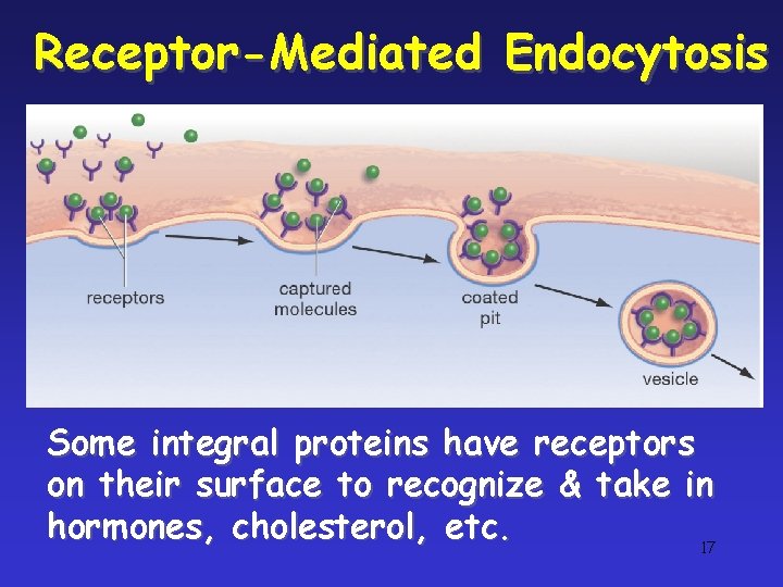 Receptor-Mediated Endocytosis Some integral proteins have receptors on their surface to recognize & take