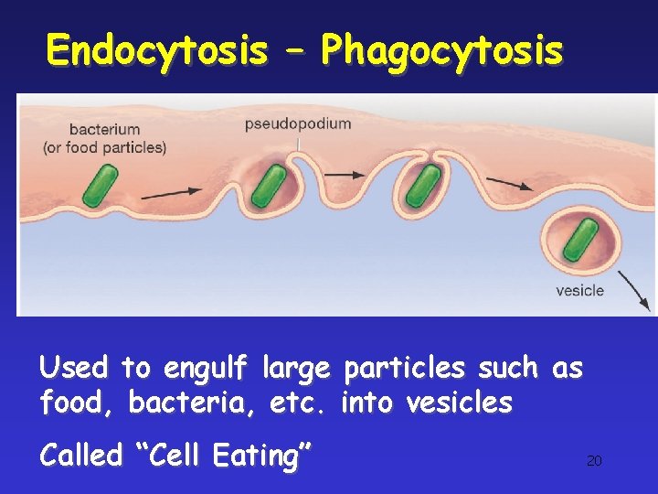Endocytosis – Phagocytosis Used to engulf large particles such as food, bacteria, etc. into