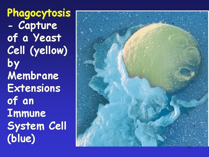 Phagocytosis - Capture of a Yeast Cell (yellow) by Membrane Extensions of an Immune