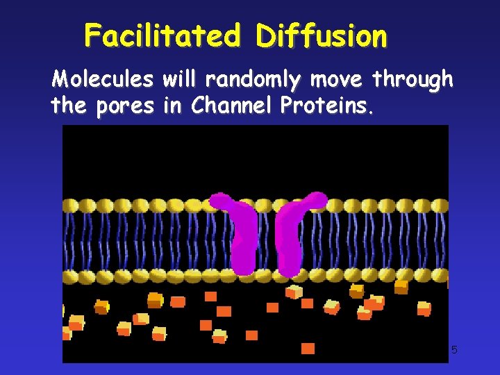 Facilitated Diffusion Molecules will randomly move through the pores in Channel Proteins. 5 