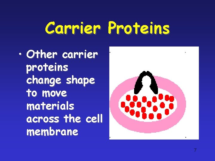 Carrier Proteins • Other carrier proteins change shape to move materials across the cell