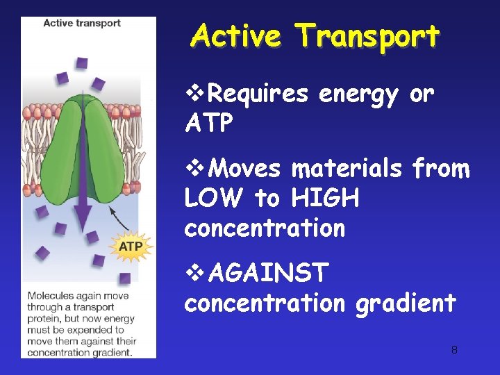 Active Transport v. Requires energy or ATP v. Moves materials from LOW to HIGH