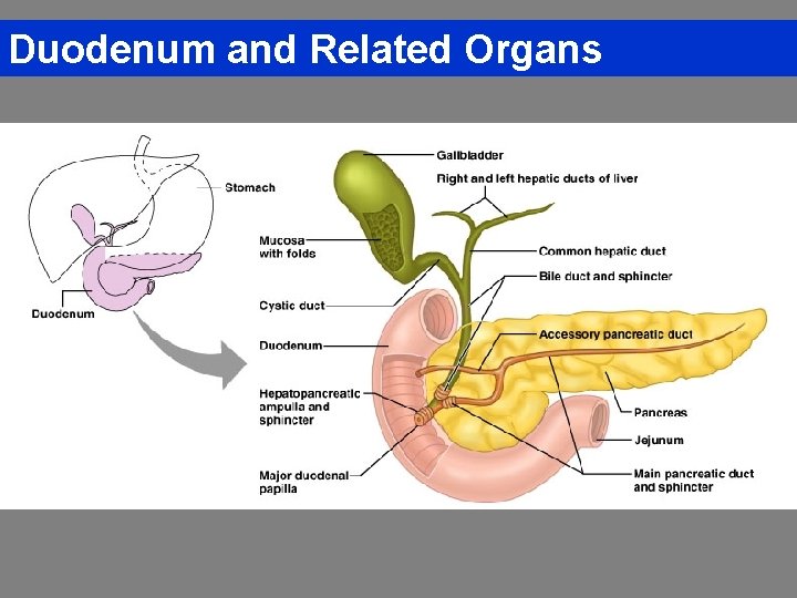 Duodenum and Related Organs 