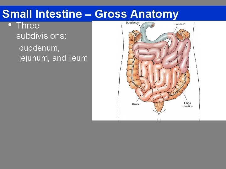 Small Intestine – Gross Anatomy • Three subdivisions: duodenum, jejunum, and ileum 