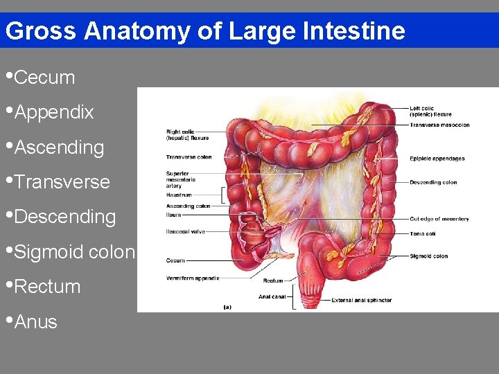 Gross Anatomy of Large Intestine • Cecum • Appendix • Ascending • Transverse •