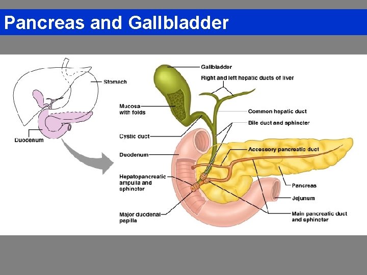 Pancreas and Gallbladder 