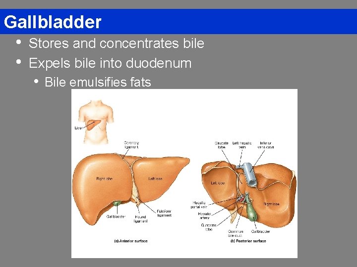 Gallbladder • Stores and concentrates bile • Expels bile into duodenum • Bile emulsifies