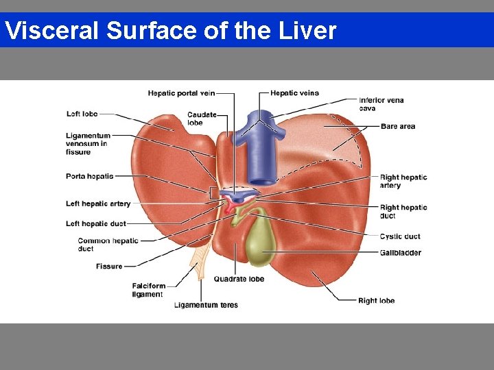 Visceral Surface of the Liver 