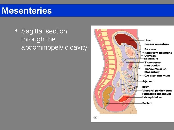 Mesenteries • Sagittal section through the abdominopelvic cavity 