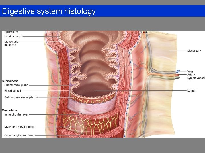 Digestive system histology 