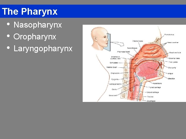 The Pharynx • • • Nasopharynx Oropharynx Laryngopharynx 