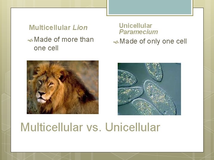 Multicellular Lion Made of more than one cell Unicellular Paramecium Made of only one