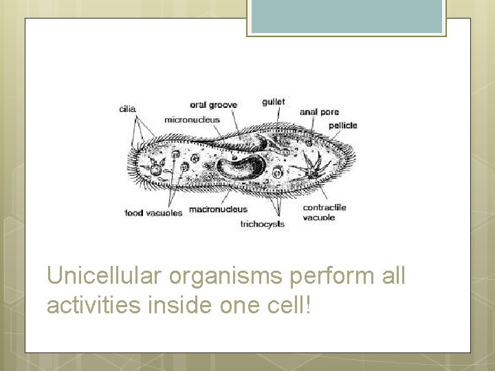 Unicellular organisms perform all activities inside one cell! 