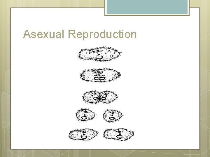 Asexual Reproduction 